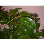 Zdjęcia użytkowników Nokia 6600i slide Zdjęcia użytkowników Nokia 6600i slide