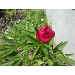 Zdjęcia użytkowników Nokia 6720 Classic Zdjęcia użytkowników Nokia 6720 Classic