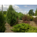 ZDJĘCIA Z TEGO TELEFONU