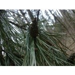 Zdjęcia użytkowników Nokia 6720 Classic Zdjęcia użytkowników Nokia 6720 Classic