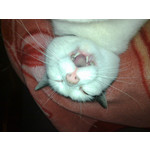 Zdjęcia użytkowników Nokia 6720 Classic Zdjęcia użytkowników Nokia 6720 Classic