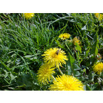 Zdjęcia użytkowników Nokia 6720 Classic Zdjęcia użytkowników Nokia 6720 Classic