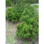 ZDJĘCIA Z TEGO TELEFONU