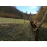 Zdjęcia użytkowników Nokia 6720 Classic Zdjęcia użytkowników Nokia 6720 Classic