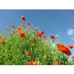 Zdjęcia użytkowników Nokia 6730 classic