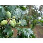 Zdjęcia użytkowników Nokia 7 Plus