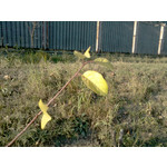 Zdjęcia użytkowników Nokia 701