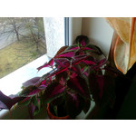 Zdjęcia użytkowników Nokia 7230 Zdjęcia użytkowników Nokia 7230