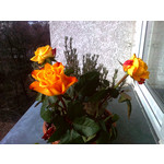 Zdjęcia użytkowników Nokia 7230 Zdjęcia użytkowników Nokia 7230