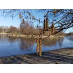 Zdjęcia użytkowników Nokia 8.1