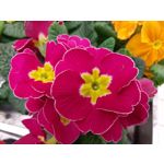 Zdjęcia użytkowników Nokia 8.1