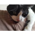 Zdjęcia użytkowników Nokia 8.1