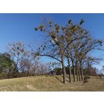 Zdjęcia użytkowników Nokia 8.1