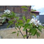 Zdjęcia użytkowników Nokia 808 Pure View