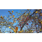 Zdjęcia użytkowników Nokia 808 Pure View