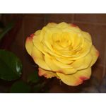 Zdjęcia użytkowników Nokia 808 Pure View