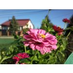 Zdjęcia użytkowników Nokia 808 Pure View