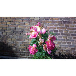 Zdjęcia użytkowników Nokia 808 Pure View