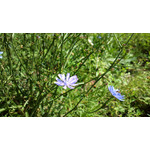 Zdjęcia użytkowników Nokia 808 Pure View