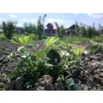 Zdjęcia użytkowników Nokia 808 Pure View