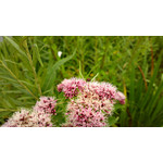 Zdjęcia użytkowników Nokia 808 Pure View