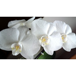 Zdjęcia użytkowników Nokia 808 Pure View