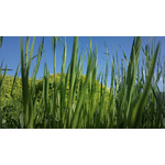 Zdjęcia użytkowników Nokia 808 Pure View