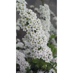 Zdjęcia użytkowników Nokia 808 Pure View