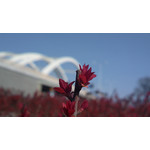 Zdjęcia użytkowników Nokia 808 Pure View