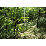 Zdjęcia użytkowników Nokia 808 Pure View