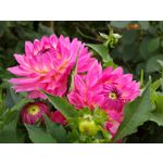 Zdjęcia użytkowników Nokia 808 Pure View