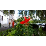 Zdjęcia użytkowników Nokia 808 Pure View