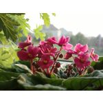 Zdjęcia użytkowników Nokia 808 Pure View