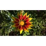 Zdjęcia użytkowników Nokia 808 Pure View