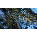 Zdjęcia użytkowników Nokia 808 Pure View