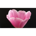 Zdjęcia użytkowników Nokia 808 Pure View