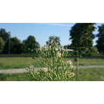 Zdjęcia użytkowników Nokia 808 Pure View