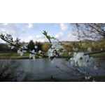 Zdjęcia użytkowników Nokia 808 Pure View