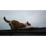 Zdjęcia użytkowników Nokia 808 Pure View