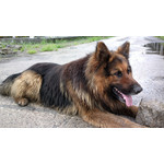 Zdjęcia użytkowników Nokia 808 Pure View