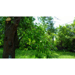 Zdjęcia użytkowników Nokia 808 Pure View