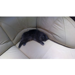 Zdjęcia użytkowników Nokia 808 Pure View