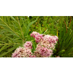 Zdjęcia użytkowników Nokia 808 Pure View