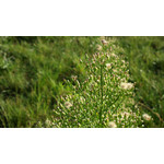 Zdjęcia użytkowników Nokia 808 Pure View