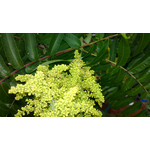 Zdjęcia użytkowników Nokia 808 Pure View