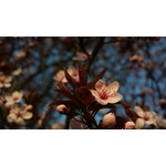 Zdjęcia użytkowników Nokia 808 Pure View