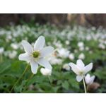 Zdjęcia użytkowników Nokia 808 Pure View