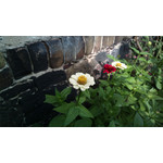 Zdjęcia użytkowników Nokia 808 Pure View