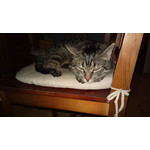 Zdjęcia użytkowników Nokia 808 Pure View