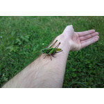 Zdjęcia użytkowników Nokia 808 Pure View